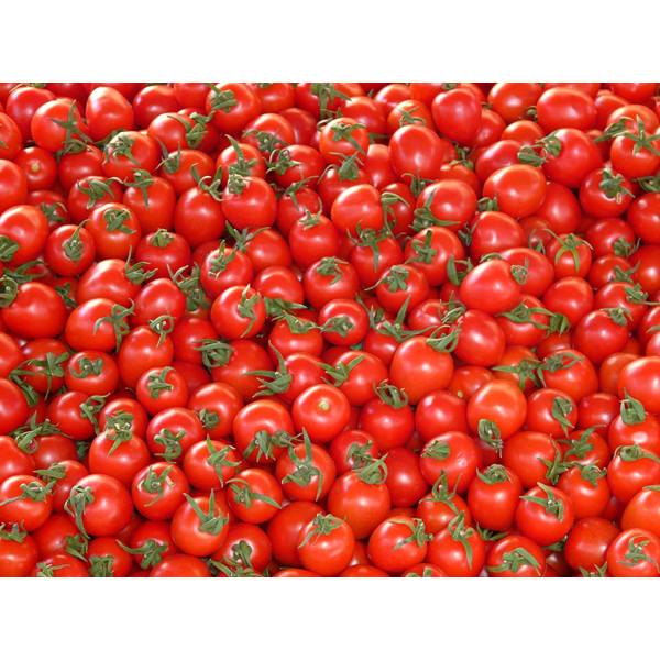 Tomate cerise (Solanum lycopersicum var. cerasiforme)